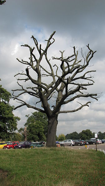 File:Bushy Park (3021919628).jpg