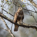 * Nomination Buzzard on the Rhine Delta patiently awaiting its next meal --Ken Billington 14:24, 20 December 2010 (UTC) * Decline Not very sharp, distracting branches. --King of Hearts 18:26, 27 December 2010 (UTC)