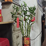 在農曆新年前夕，某一位華人家中大廳角落擺放的富貴竹