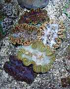 Giant clams in reef shallows