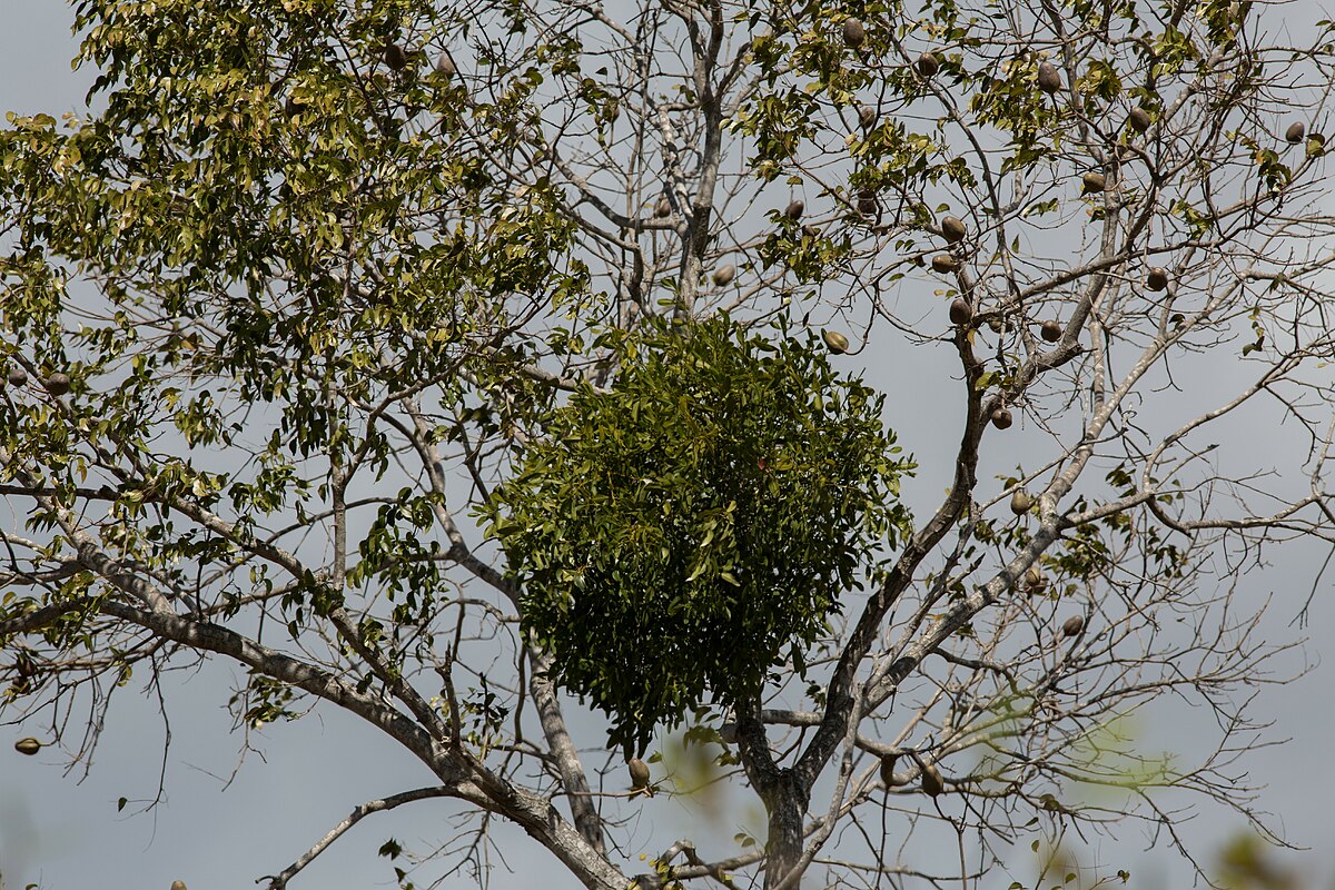 File:Caobo - Cedro caoba (Swietenia macrophylla) (14557718478).jpg -  Wikimedia Commons