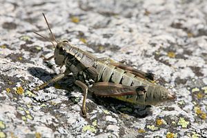 Common mountain cricket (Podisma pedestris), ♀