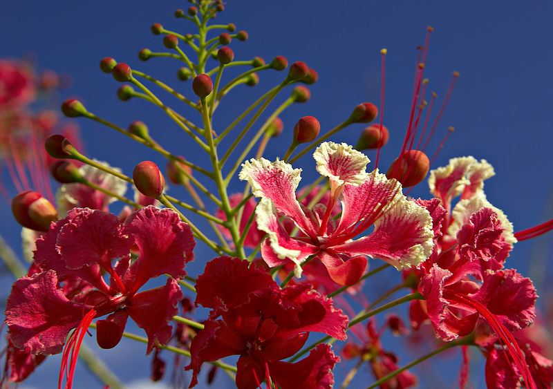 File:Caesalpinia pulcherrima, Guadeloupe.jpg