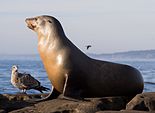 California sea lions in La Jolla (70566).jpg