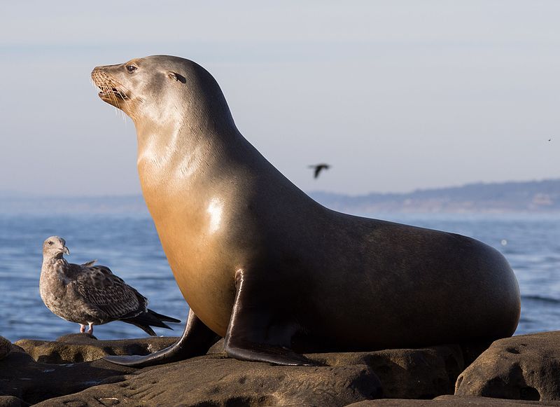 File:California sea lions in La Jolla (70566).jpg