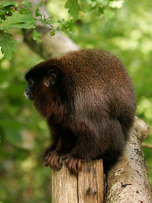 Małpa czerwona (Callicebus cupreus)