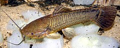 Description de l'image Callichthys callichthys.JPG.