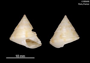 Calliostoma vilvensi (MNHN-IM-2010-272).jpeg