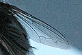 Calliphora vicina, wing detail