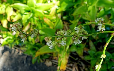 Callisia fragrans - Marie Selby Botanical Gardens - Sarasota, Florida - DSC01422.jpg