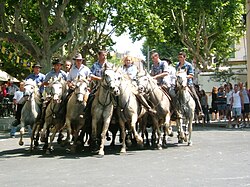 An abrivado
at Calvisson. The gardians demonstrate their ability to contain and manoeuvre a group of bulls at speed Calvisson - Abrivado.jpg