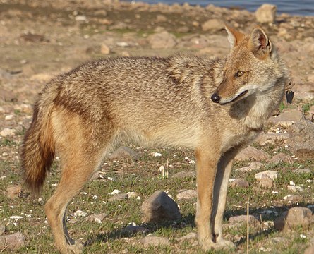 Как выглядит шакал. Шакалы кавказский заповедник. Чепрачный Шакал. Лесной Шакал. Золотой Шакал.