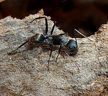 Camponotus cinctellus, werkster, Voortrekkerbad.jpg