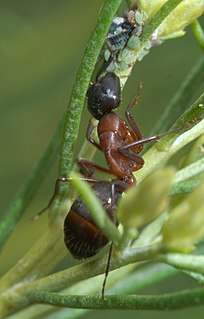 <i>Camponotus vicinus</i> Species of ant