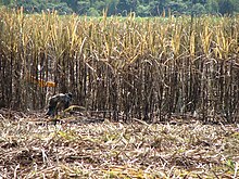 Sugar plantation in the Cauca Valley Cana de azucar valle del cauca.jpg