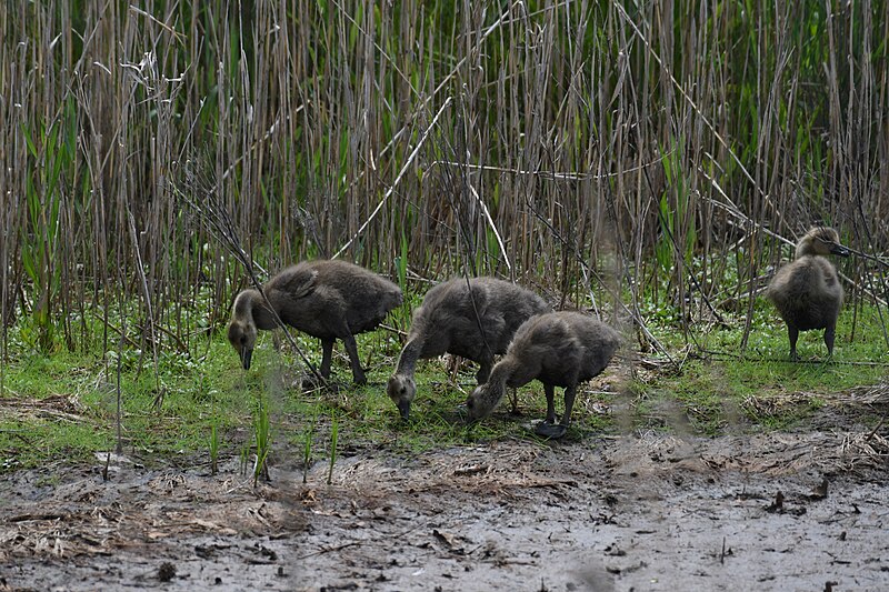 File:Canada geese bombay hook nwr 6.3.20 DSC 6436.jpg