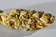 Una infiorescenza di Cannabis sativa