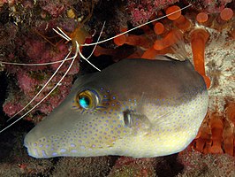 Canthigaster capistrata