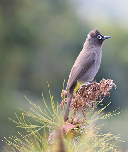 Tập_tin:CapeBulbul1095.jpg