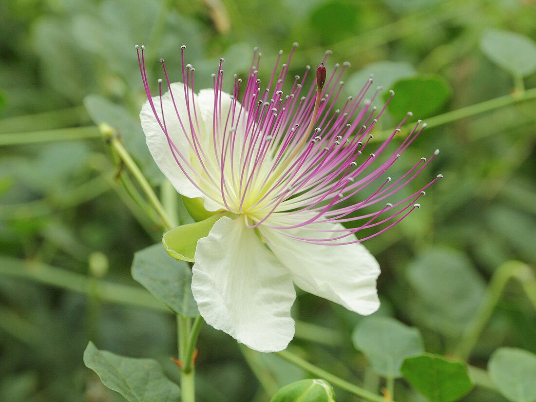 Capparis spinosa