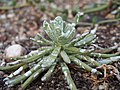 Caputia scaposa, syn. Senecio scaposus, Starzec, 2020-10-03