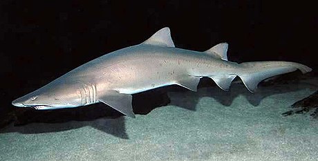 Carcharias