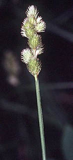 <i>Carex tribuloides</i> Species of plant in the genus Carex
