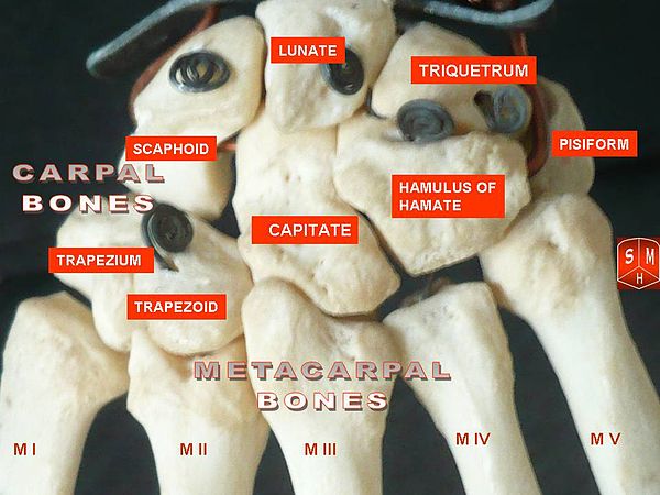 metacarpals anatomy