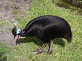A cassowary cannot fly but can defend itself.