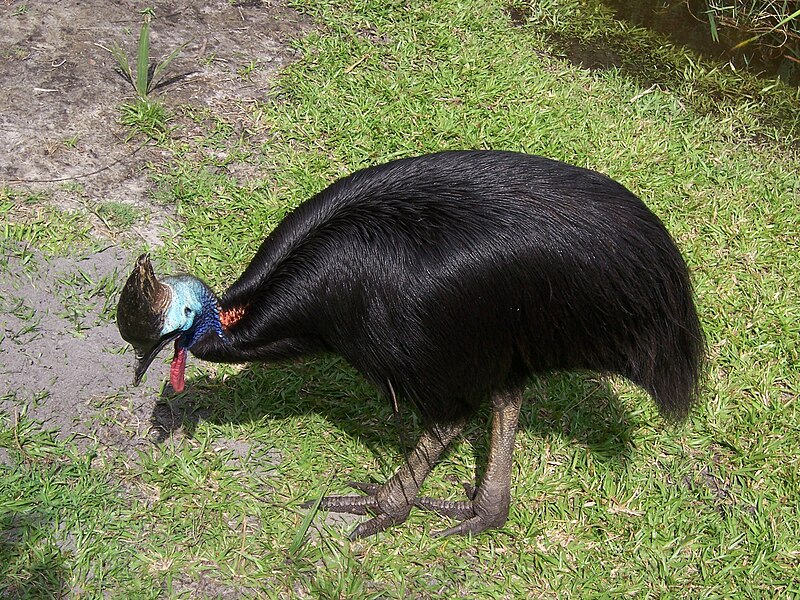 File:Casuarius casuarius -Brevard Zoo-8a.jpg