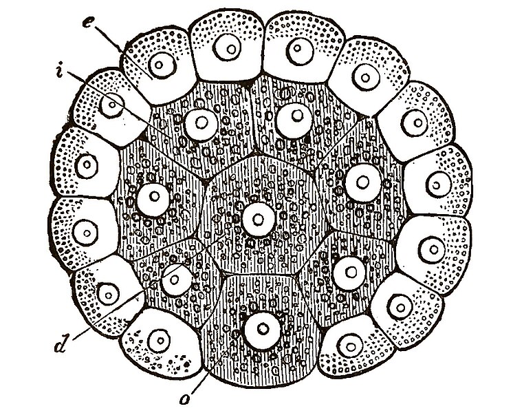 File:Cat longitudinal section through the axis of the ovum.jpg