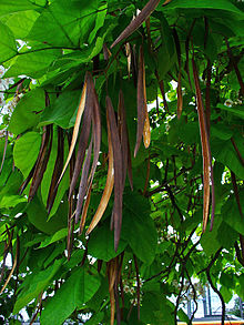 Bean pods Catalpa bignoioides 004.JPG