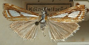 Catoptria.osthelderi.mounted.jpg