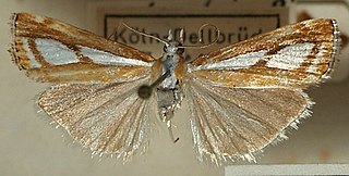 <i>Catoptria osthelderi</i> Species of moth