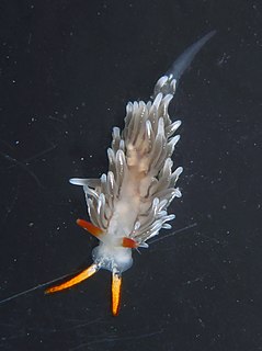 <i>Catriona columbiana</i> species of mollusc