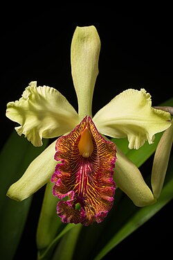 Cattleya dowiana var. aurea 'Maestranza' (Linden) B.S.Williams & T.Moore, Orchid Album 2 t. 84 (1883) (48470977042).jpg