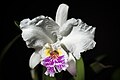 Cattleya lueddemanniana semi-alba colour