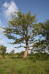 State Tree of Sierra Leone