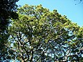 Canopy, Pigeon Valley, Durban, South Africa