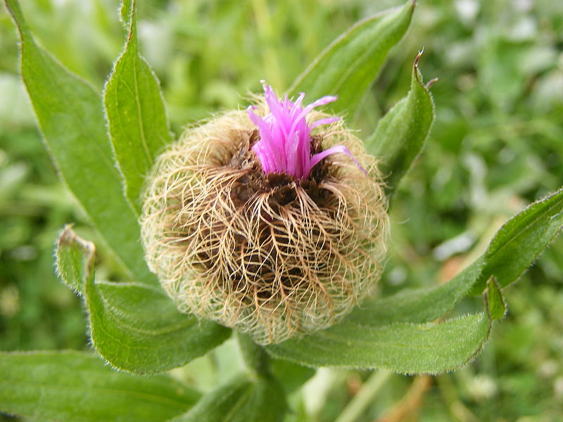 File:Centaurea pseudophrygia DSCF1542.JPG