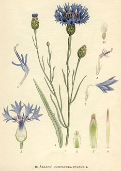 cejano (Centaurea cyanus