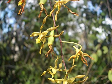 Cepobaculum semifuscum showing seed pods.jpg