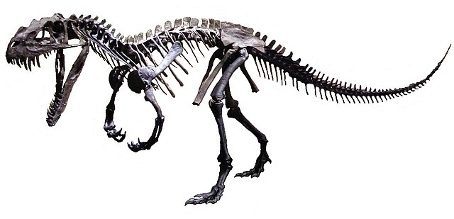 Image: Ceratosaurus mounted white background
