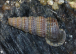 File:Cerithidea quoyii.png的缩略图