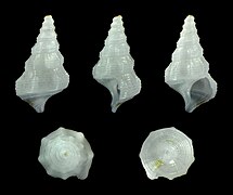 Cerithium protractum, juvenile shell