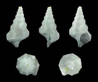 <i>Cerithium protractum</i> Species of gastropod