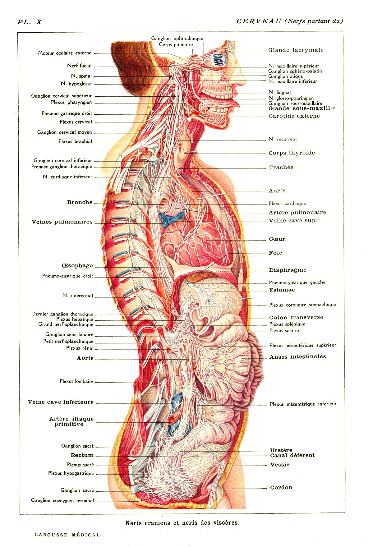 File Cerveau Nerfs Partant Du Jpg Wikimedia Commons