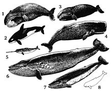 1. balena della Groenlandia 2. orca 3. balena franca 4. capodoglio 5. narvalo 6. balenottera azzurra 7. balenottera comune 8. beluga