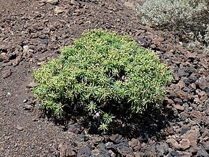 Chã das Caldeiras-Euphorbia tuckeyana (2).jpg