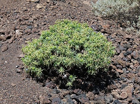 Euphorbia tuckeyana